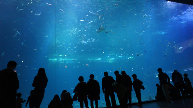 【濟州島-東南部】亞洲最大水族館AQUA PLANET 濟州(아쿠아플라넷/水上星球)